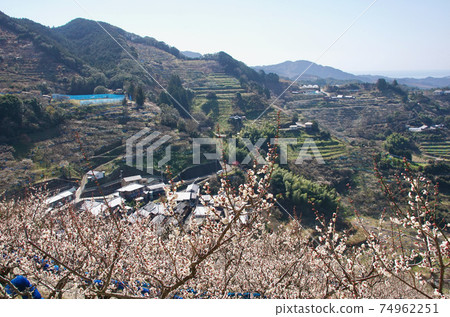 Tanabe Ishigami Umebayashi in early spring, Tanabe City, Wakayama Prefecture 74962251