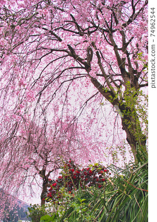 市上谷朝倉遺址-春天 74962544