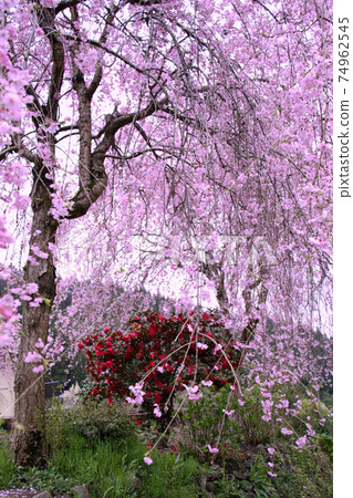 Ichijodani Asakura Ruins-Spring 74962545