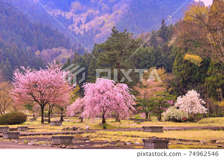 Ichijodani Asakura Ruins-Spring 74962546
