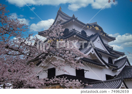 Hikone Castle-Spring 74962659