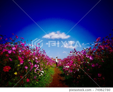 Saga Airport Cosmos Garden in fine weather Saga Airport Cosmos Garden in fine weather 74962780