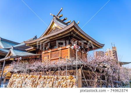 Spring in Japan Yushima Tenjin Plum blossoming scenery 74962874
