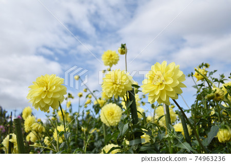 花大麗花花場秋季 74963236