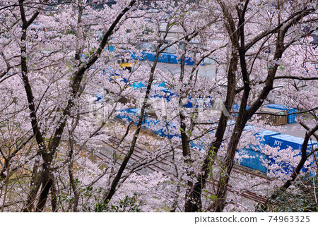 金崎春天 金崎春天 74963325