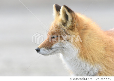 北狐狸 北狐狸 74963369