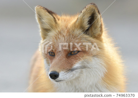 北狐狸 74963370