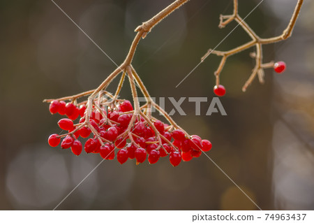 深秋的紅色莢vi果實 深秋的紅色莢vi果實 74963437