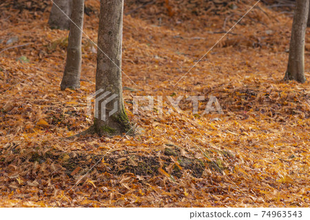 Deciduous leaves of Metasequoia that turn brown all over 74963543