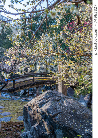 Spring in Japan Yushima Tenjin Plum blossoming scenery 74963827