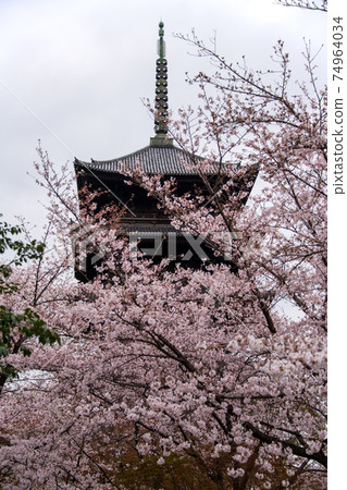 Five-storied pagoda Toji 74964034