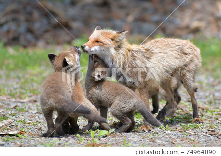 Parent and child of Kita fox 74964090