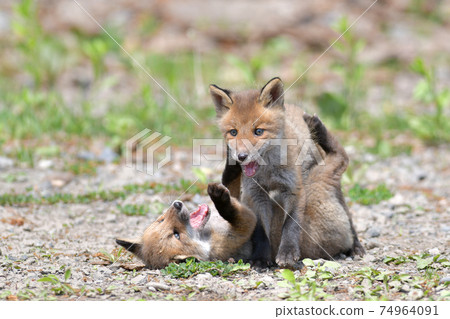 Parent and child of Kita fox 74964091
