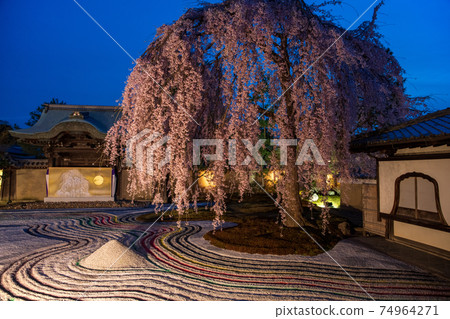 Kodaiji Temple Red Weeping Kodaiji Temple Red Weeping 74964271