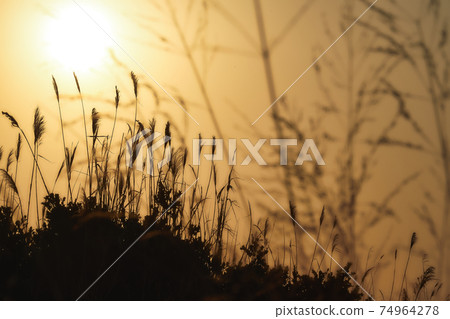 Autumn dusk landscape with Japanese pampas grass ears swaying in the wind 74964278