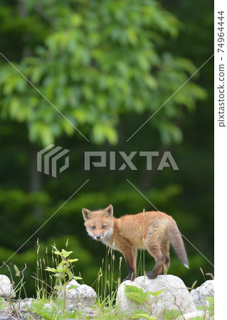 Children of Kita fox 74964444