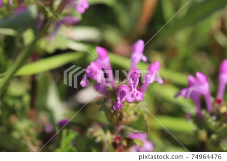 Pink flowers of henbits blooming in winter fields Pink flowers of henbits blooming in winter fields 74964476
