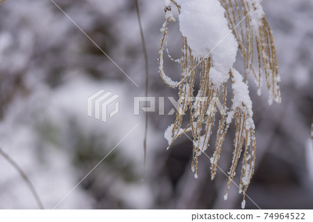 薄野耳朵上的雪 薄野耳朵上的雪 74964522