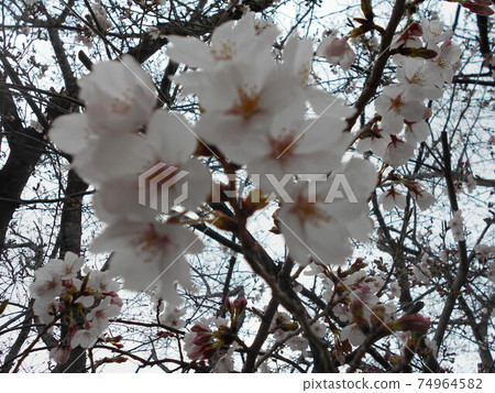 櫻花 櫻花 74964582