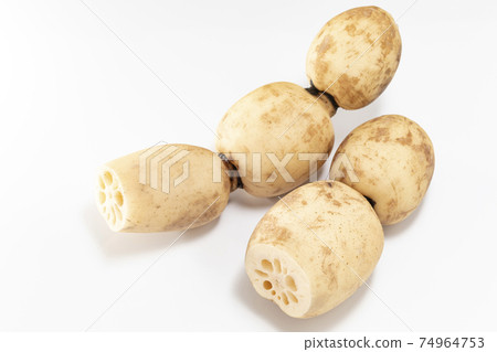 白色背景上的蓮root 白色背景上的蓮root 74964753