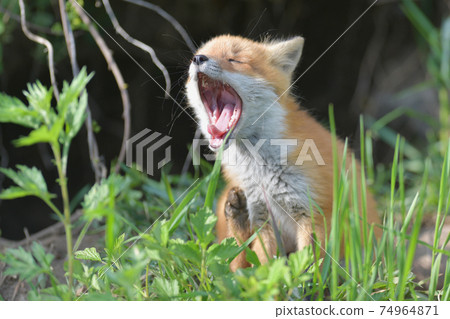 Children of Kita fox Children of Kita fox 74964871