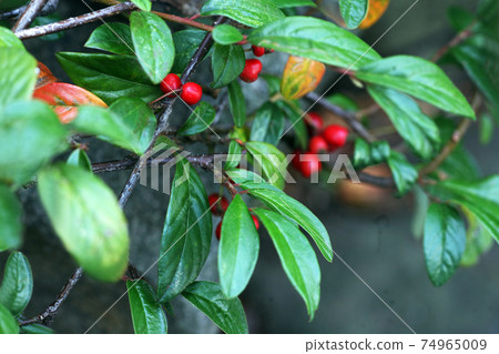 Checker berry red fruit 74965009