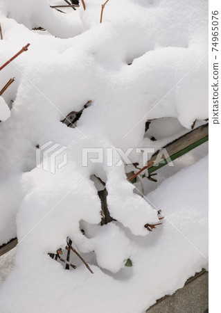 雪,冬,北海道的冬天,降雪,降雪,自然,北海道,日本,北部國家,分支機構,雪景,冬季風光 雪,冬,北海道的冬天,降雪,降雪,自然,北海道,日本,北部國家,分支機構,雪景,冬季風光 74965076
