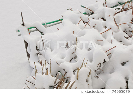 Snow, winter, winter in Hokkaido, snowfall, snowfall, nature, Hokkaido, Japan, northern country, branches, snow scene, winter scenery 74965079