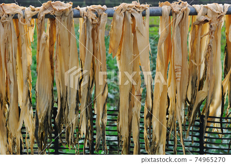 客家福菜,福菜,芥菜,福菜節,梅干菜,農業,農作物 74965270