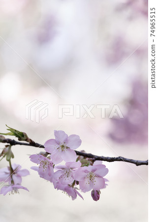 Cherry blossoms that have begun to bloom against the backdrop of flowers in bright sunlight Cherry blossoms that have begun to bloom against the backdrop of flowers in bright sunlight 74965515