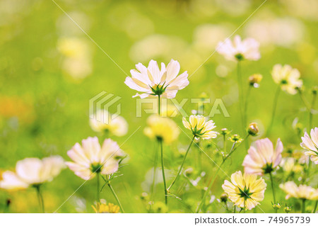 Fantastic image of cosmos 74965739