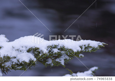 Snow falling on trees Snow falling on trees 74965838