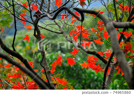 New Taipei City, Xizhi, Xizhi Gongbei Hall, temple, autumn, red maple 74965860