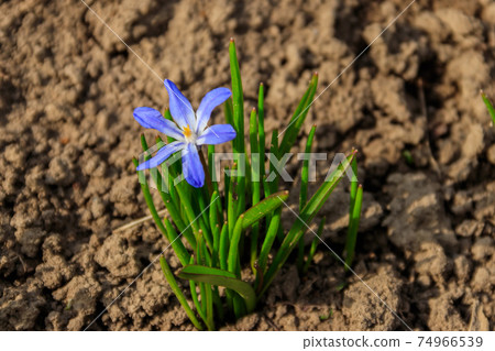 Blue glory-of-the-snow (chionodoxa luciliae) flower on spring 74966539
