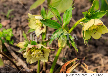 Green hellebore flower on flowerbed in garden Green hellebore flower on flowerbed in garden 74966540