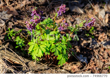 Purple corydalis flowers in forest at spring 74966770