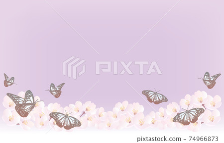 櫻花和板栗虎背景紫色 74966873