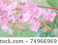 Blurred background of pink flowers, Ant climber on the branch 74966969