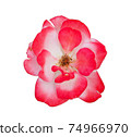 A red and white rose on a white background. 74966970