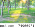 Defocused bokeh blurred background of green trees and grassland the sunlight in the evening day 74966971