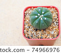 Little green cactus in small pots placed put on blurred cement background. 74966976