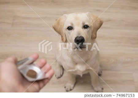 Man vet giving pill to obedient dog. veterinary medicine, pet, animals, health care concept 74967153