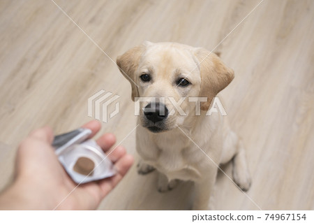 vet giving pill to obedient dog. tick and flea prevention for dog vet giving pill to obedient dog. tick and flea prevention for dog 74967154