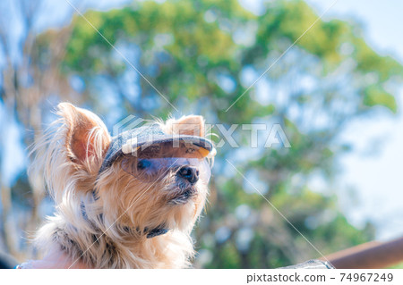 Dog with sunglasses 74967249