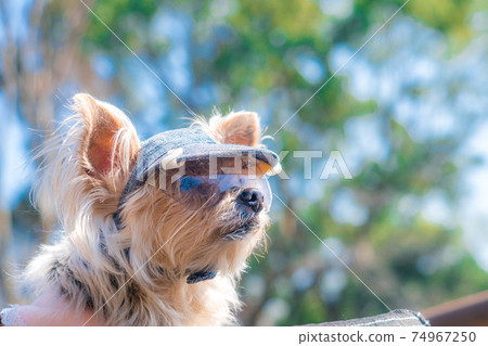 Dog with sunglasses 74967250
