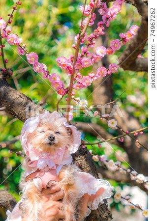Dog and plum Dog and plum 74967262
