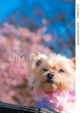 Cherry blossoms and wanko 74967277