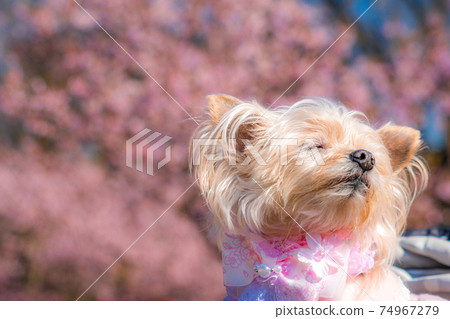 Cherry blossoms and wanko 74967279