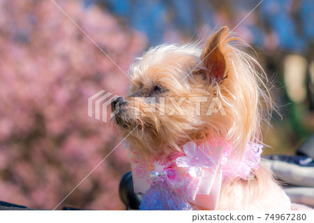 Cherry blossoms and wanko 74967280