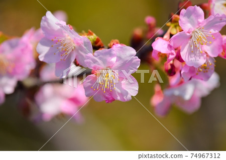 Kawazu cherry tree 74967312